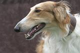 BARZOI 190